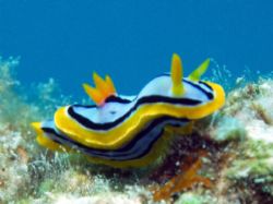 Nudi- Great Barrier Reef c5060 Light and Motion housing M... by Joshua Miles 